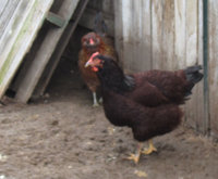 2015 hen.jpg