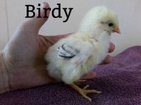 birdy.jpg