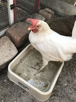 IMG_3002.jpeg