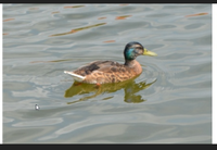 Mallard_getting_eclipse_plumage_2.jpg.png