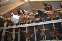 hot chickens goodnite.jpg