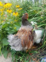 20180718_152555.jpg