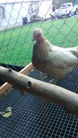 IMG_20180718_194905.jpg