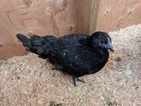 IMG_20180718_192238.jpg