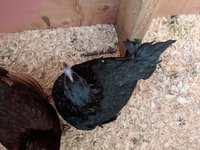 IMG_20180718_192221.jpg