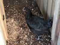 IMG_20180718_192542.jpg