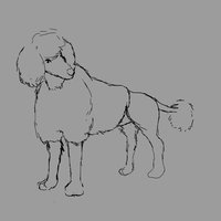 poodle.jpg