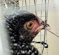 Chicken Growth.jpg