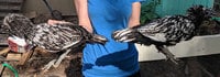 IMG_20180718_163850_1.jpg