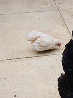20180718_160417.jpg