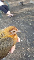 20180719_181155.jpg