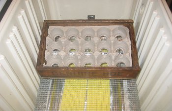 egg carton in box in cooler_1100_0017-14.jpg