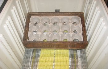 egg carton in box in cooler_1100_0017-14.jpg egg carton in box in cooler_1100_0017-14.jpg