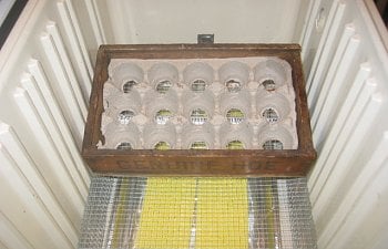 egg carton in box in cooler_1100_0017-14.jpg