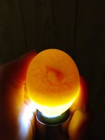 Egg.jpg