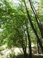 DSCN1094.JPG