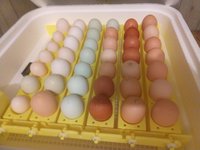Eggs.jpg