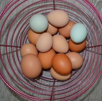 eggs today small.jpg