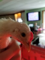 20180721_151157.jpg