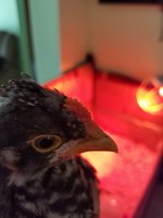 20180721_151054.jpg