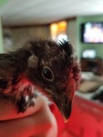 20180721_151118.jpg