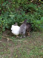 20180721_182307.jpg