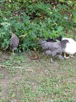 20180721_182308.jpg