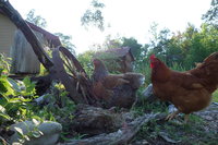 DSC00678.JPG