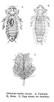 lice_4.gif