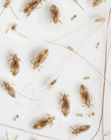 lice_3.PNG