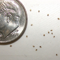 mites.png