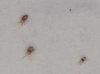 mites_2.PNG