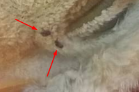 stick_tight_flea_2.jpg.png