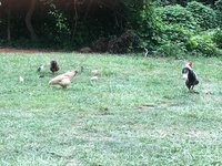 9CF55581-CBBD-467B-A2C5-755EF826DDDA.jpeg