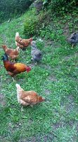 Chicken Flock 1.jpg