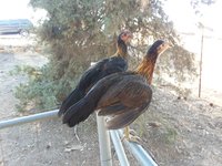 20180722_173018.jpg