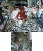 Amelio the rooster.jpg