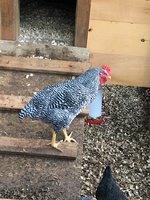 chicken.jpg