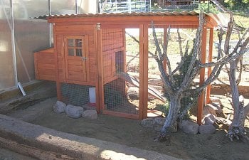 Housing And Feeding Your Quail Backyard Chickens Learn How To