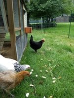 IMG_20180619_181608930.jpg