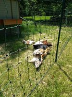 IMG_20180609_142934989.jpg