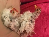 frizzle-silkie 2.jpg