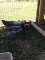20180725_085455.jpg
