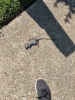 IMG_20180727_100737.jpg