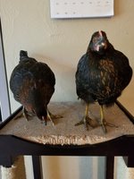 20180727_123109.jpg