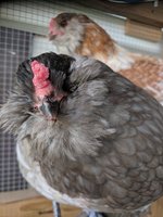 IMG_20180727_151916.jpg