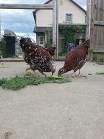 20180727_173751.jpg