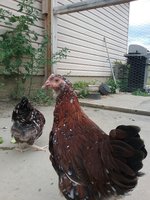 20180727_173829.jpg