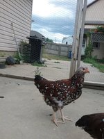 20180727_173833.jpg