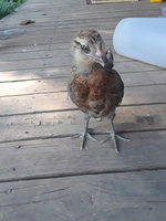 20180727_160703.jpg